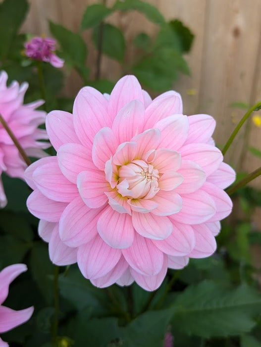 Hollyhill Pink Parfait