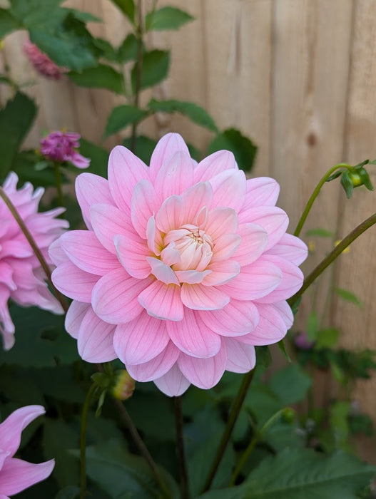 Hollyhill Pink Parfait