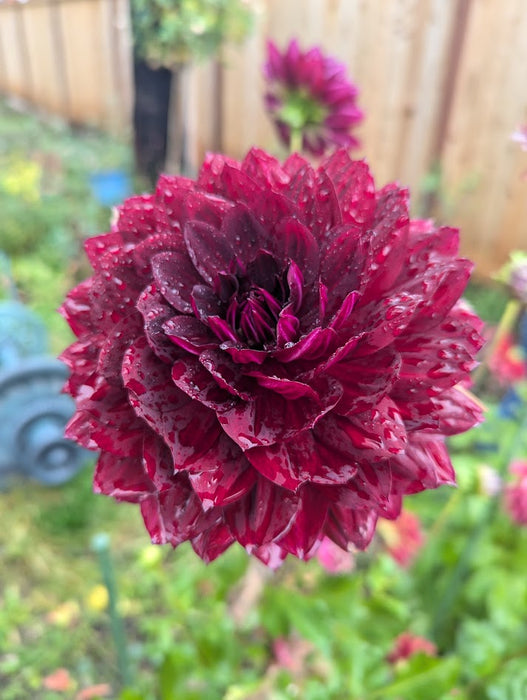 Hollyhill Black Widow