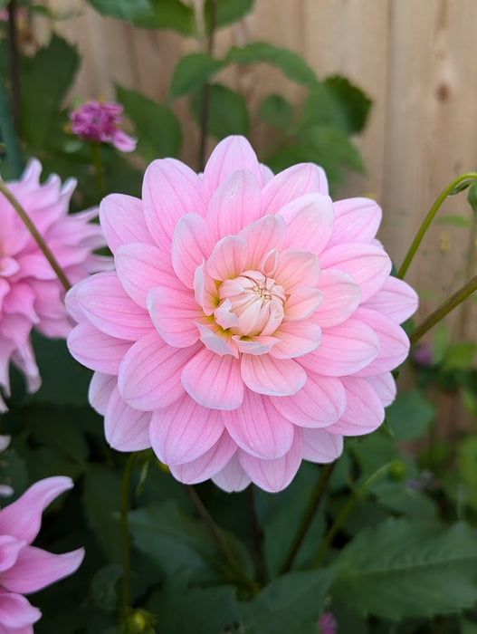 Hollyhill Pink Parfait